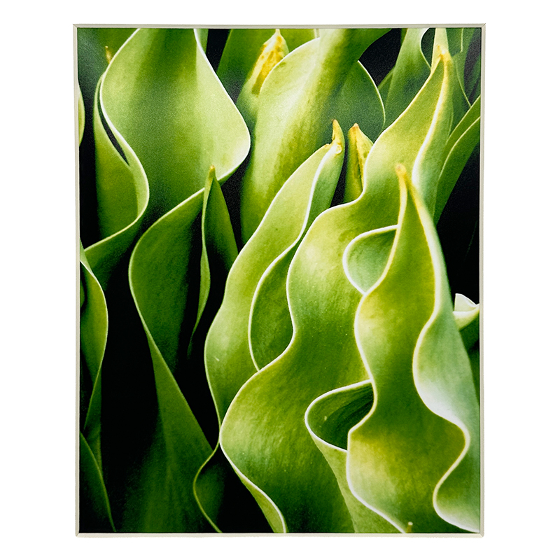 "Tulip Leaves" Photograph - Tony Zimbelmann